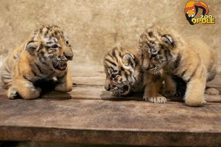 Trzy tygrysice przyszły na świat w opolskim zoo!