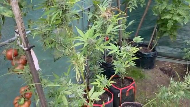 Działkowiec z Piaseczna obok pomidorów sadził marihuanę. Plantacja w rękach policji