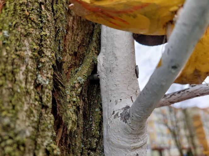 Na bydgoskich drzewach zawisły drewniane rzeźby ptaków i grajków. To pomysł mieszkańca