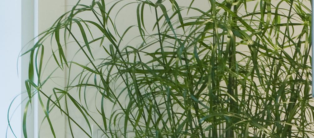 Papirus