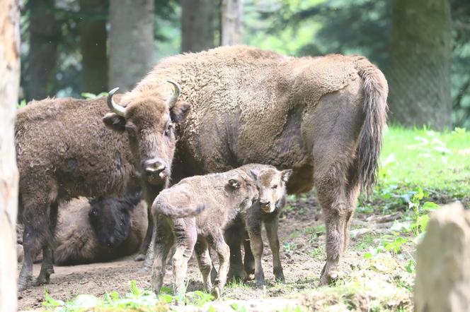 Żubrów w Mucznem coraz więcej! W stadzie pojawiły się dwa małe cielaczki