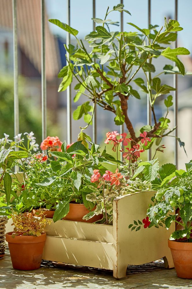 Pelargonia na balkonie