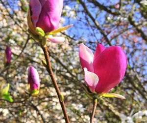 Festiwal Hanami w Powsinie. Celebruj wiosnę w japońskim stylu 