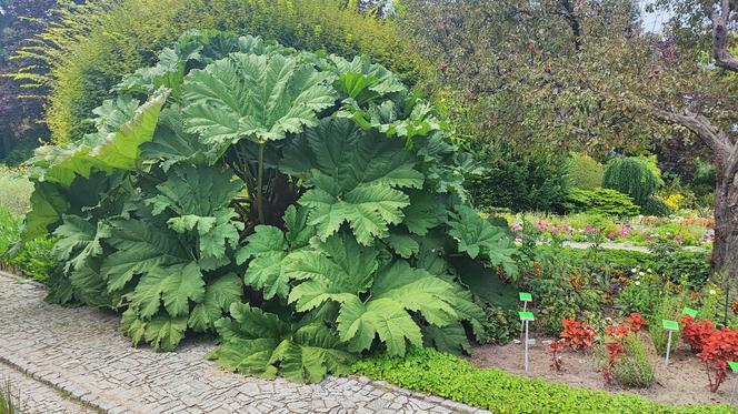 To jeden z najpiękniejszych ogrodów botanicznych w Polsce. Znajduje się na Dolnym Śląsku 