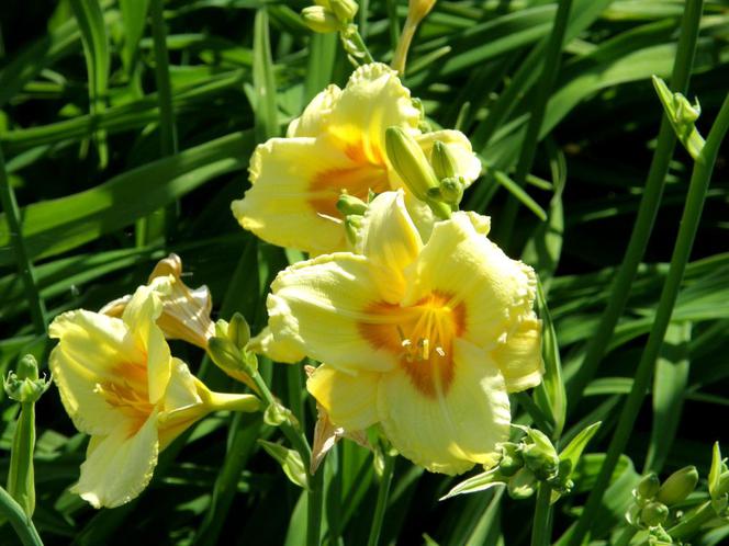 Liliowiec 'Carousel Princess' 