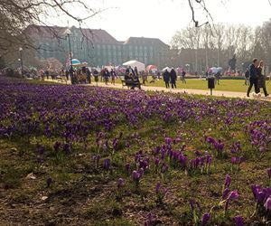 Krokusy na Jasnych Błoniach