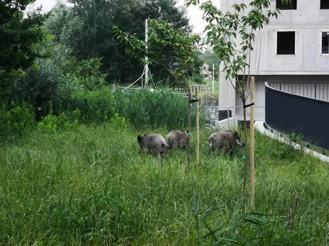 Dziki na osiedlu Czerwone Maki w Krakowie