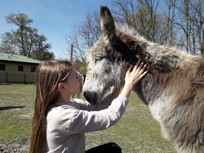 11-letnia Emilka sprzedaje ciasteczka i swoje zabwki, by wykupywać konie z rzeźni