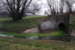 Zielone ścieki w Potoku Służewieckim