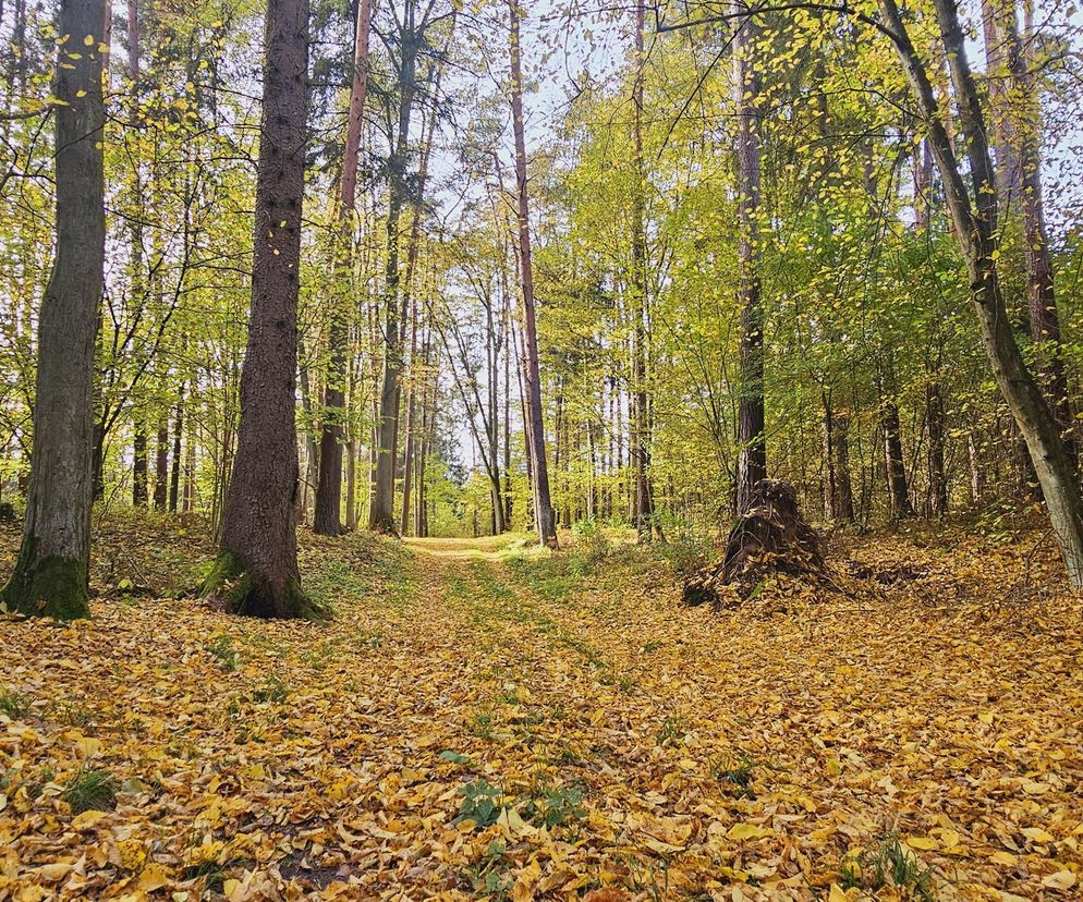 To najpopularniejsze miejsce na spacery w Olsztynie. Zobacz Las Miejski w jesiennych barwach [ZDJĘCIA]