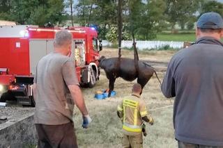 Krowy topiły się w szambie