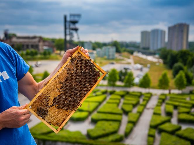 Pszczoły z Katowic 