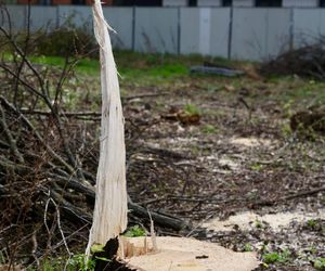 Deweloper nielegalnie wyciął dwa drzewa w Warszawie. Mieszkańcy oburzeni. „Będziemy reagować”