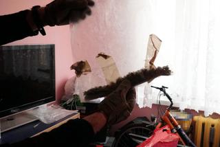 Wielka akcja policji w Nowym Dworze Mazowieckim