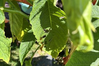 Rośliny, które lubią ślimaki: datura