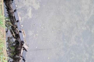 Pod Wawelem odkryto ślady po dużych zrzutach ścieków do Wisły. „Leki, hormony, narkotyki” 