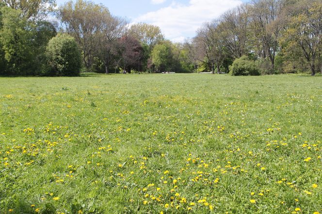 Park Skaryszewski w Warszawie