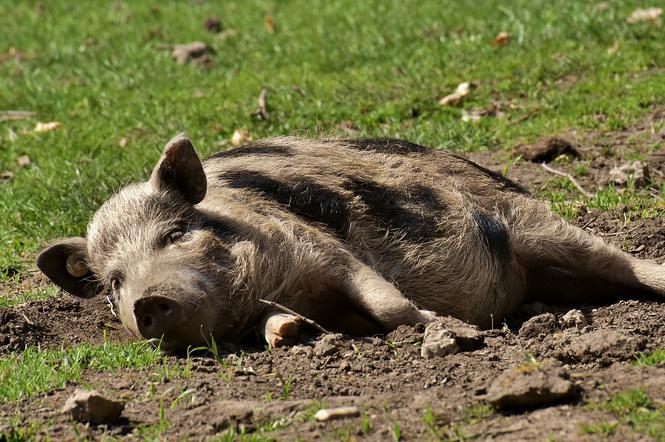 Martwe świnie przy drodze krajowej nr 10 w okolicach Parku Przemysłowego w Bydgoszczy!