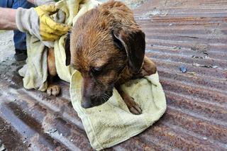 Nowy Sącz. Mały piesek wylądował w głębokiej studni. Strażacy musieli użyć technik alpinistycznych