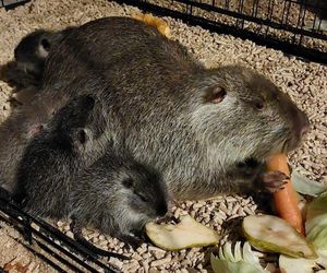 Pet Patrol w konkursie. Gra toczy się o ogromne pieniądze dla rybnickich nutrii. Liczy się symboliczna złotówka