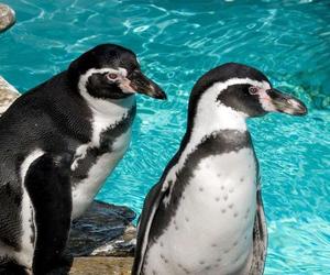 W chorzowskim zoo odbędzie się Dzień Pingwina. Na gości będą czekać liczne atrakcje