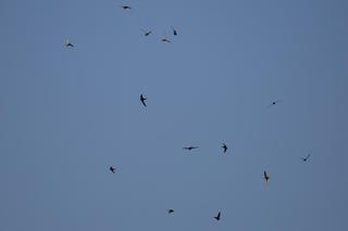 W Łodzi pojawią się budki dla jerzyków