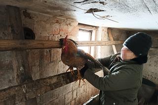 Kogut zabił Wiesława. Krystyna nie miała litości, ptak skończył w garnku