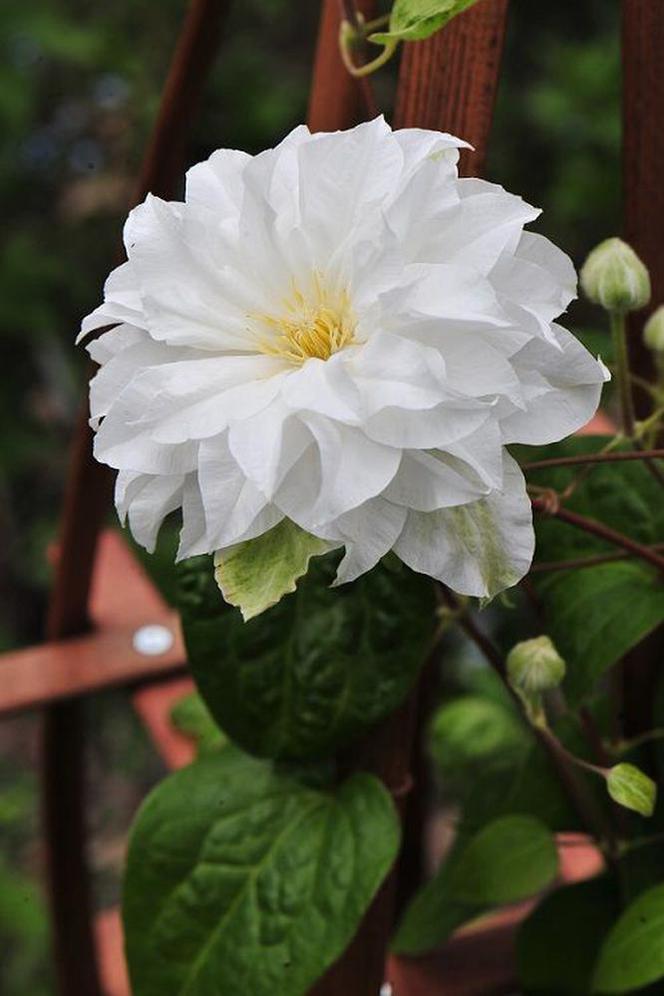 Clematis 'Maria Skłodowska Curie'