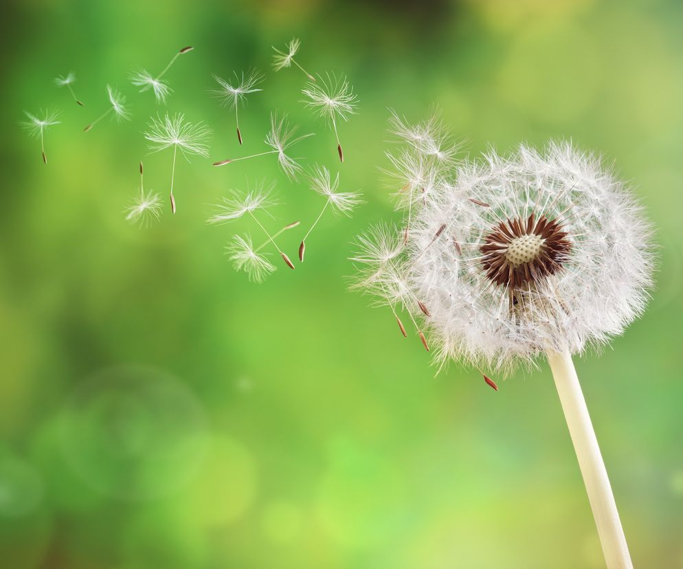 Alergeny - LISTA alergenów