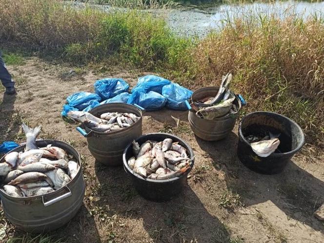 Odra zatruta. Trwają śledztwa. Kilka miast zagrożonych, ostrzeżenia dla mieszkańców