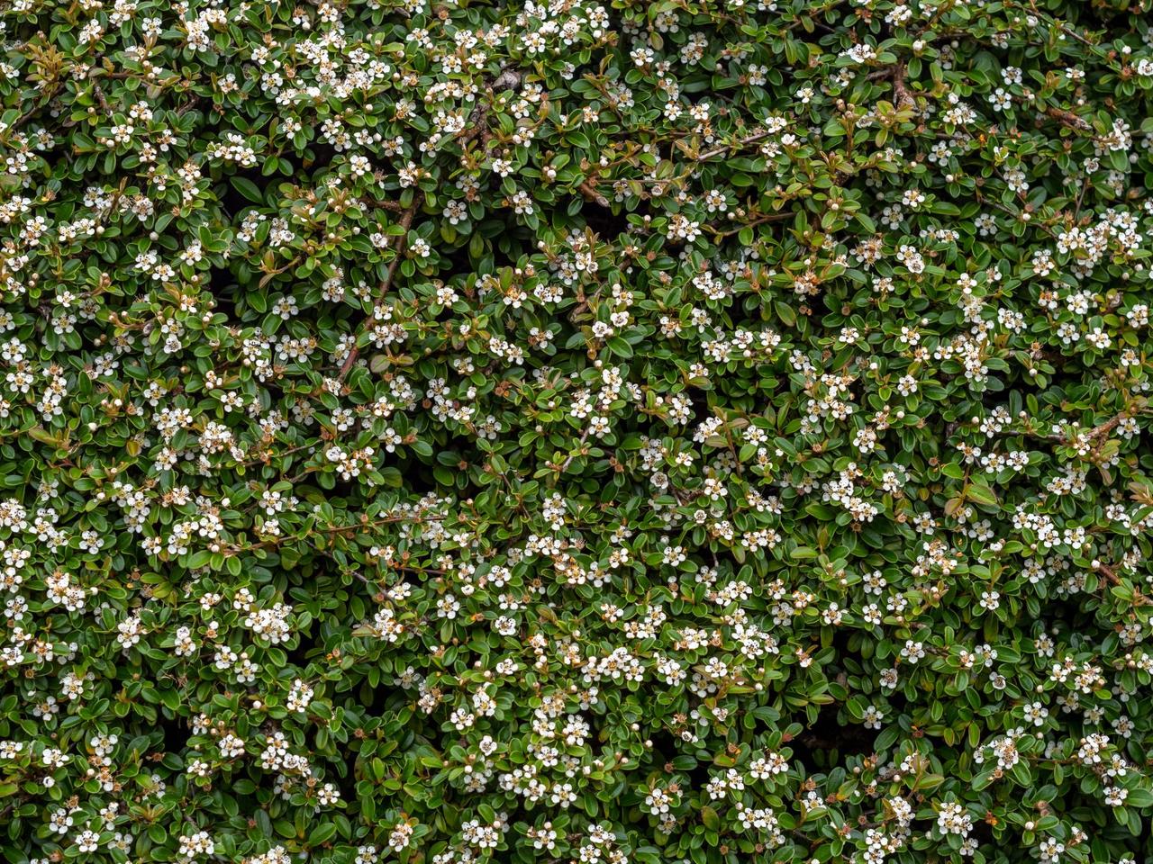 Irga pozioma - Cotoneaster horizontalis