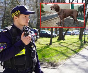 Pies uciekł z hotelu pod Krakowem. Pokonał 30 kilometrów, aby odnaleźć właścicieli