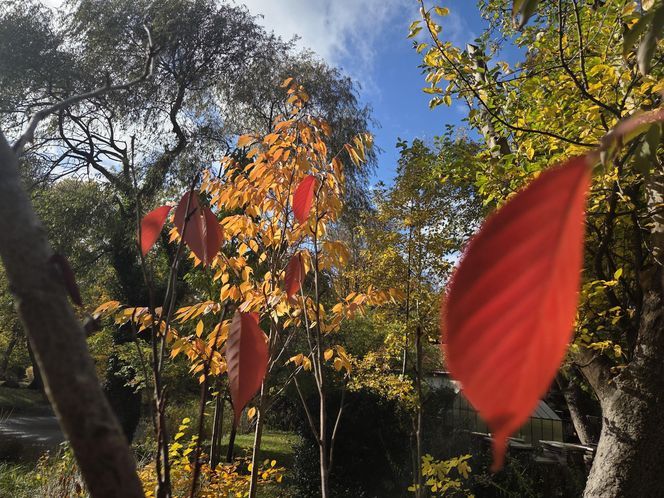 Jesień w Ogrodzie Botanicznym UKW. To ostatnia szansa na spacer wśród złotych liści!