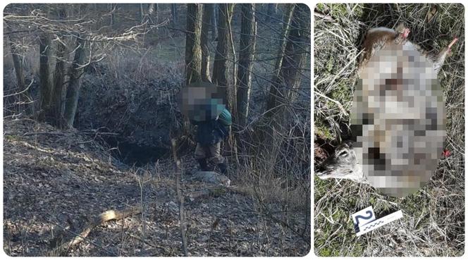 Nadleśnictwo Skwierzyna: Kłusownik polował na sarny. Leśnicy zapolowali na niego