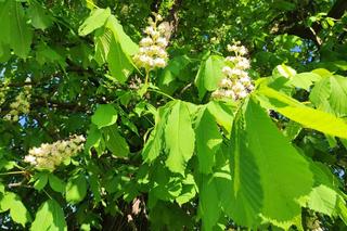 Kasztany zakwitły w połowie kwietnia. Pogodowe szaleństwo! Trzeba będzie przekładać matury?