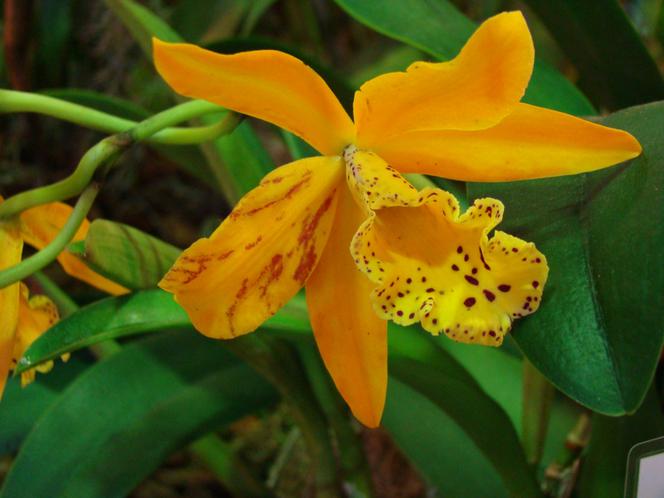Storczyk Cattleya