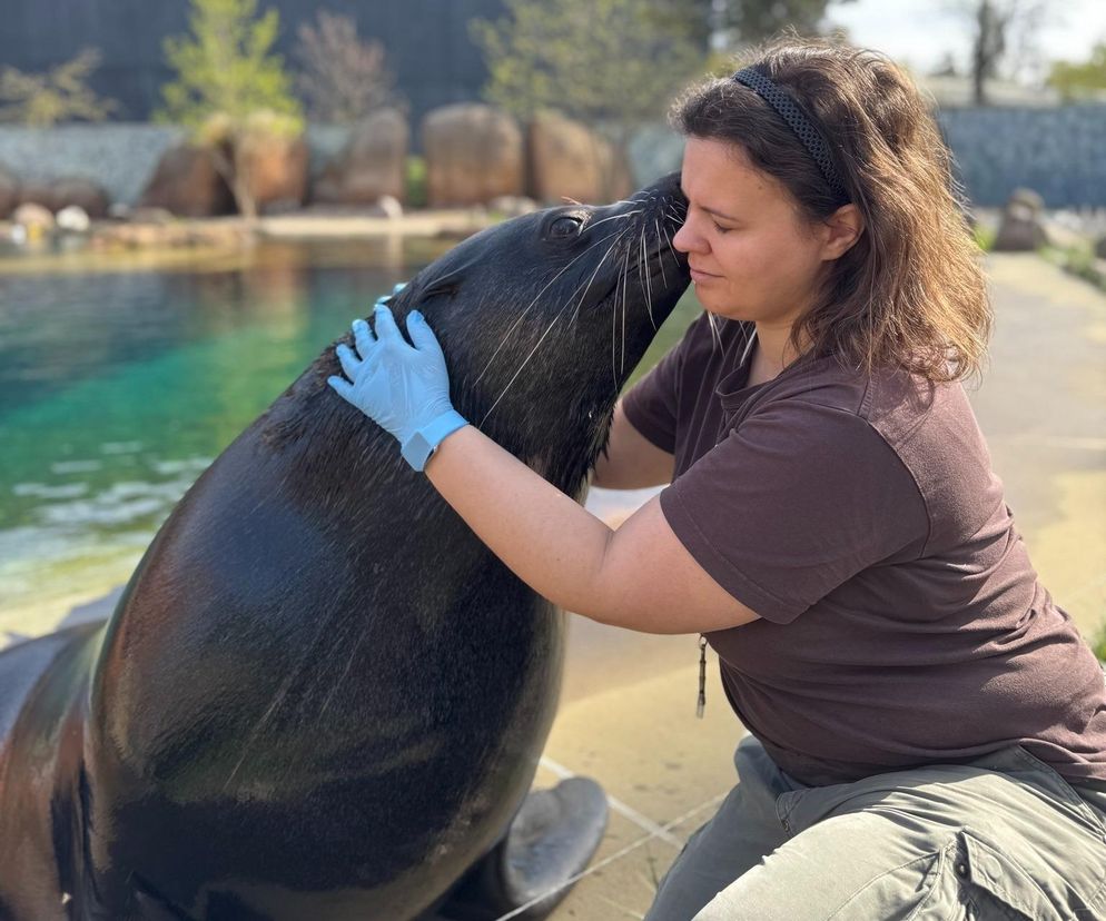 Robi torty dla fok i kotików w ZOO Wrocław. To bardziej skomplikowane niż myślimy