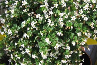 Bakopa - Sutera - obficie kwitnąca roślina o zwisających pędach, znakomita na balkony i tarasy