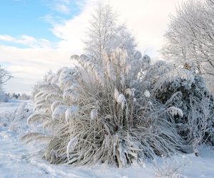 Jak zabezpieczyć trawę pampasową na zimę? [Porada eksperta]