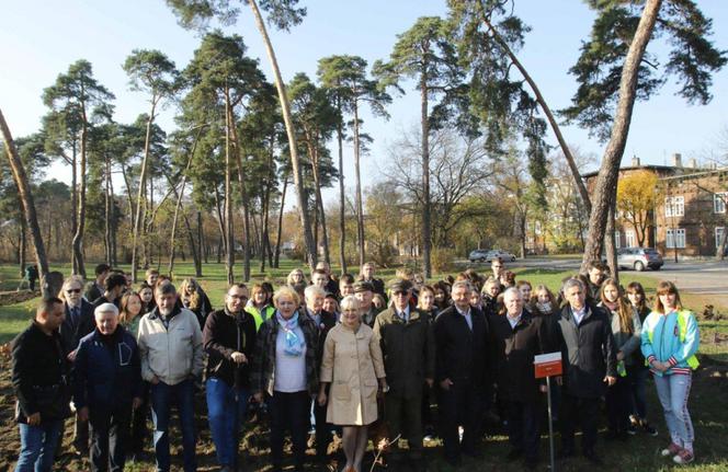 Sto drzew na stulecie niepodległości w Toruniu