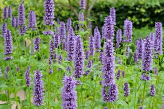 Kłosowiec meksykański