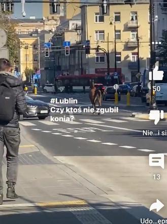 Wakara galopowała przez centrum Lublina! Ludzie byli w szoku