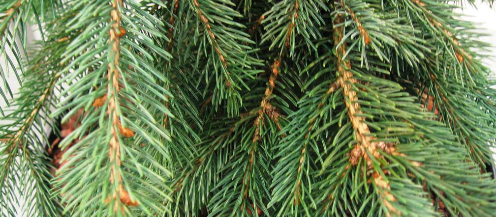 Świerk biały 'Pendula'