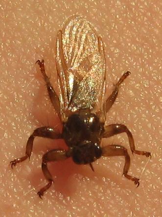 Latające kleszcze. Jak wygląda strzyżak sarni? Ukąszenie insekta jest nieprzyjemne i groźne dla ludzi