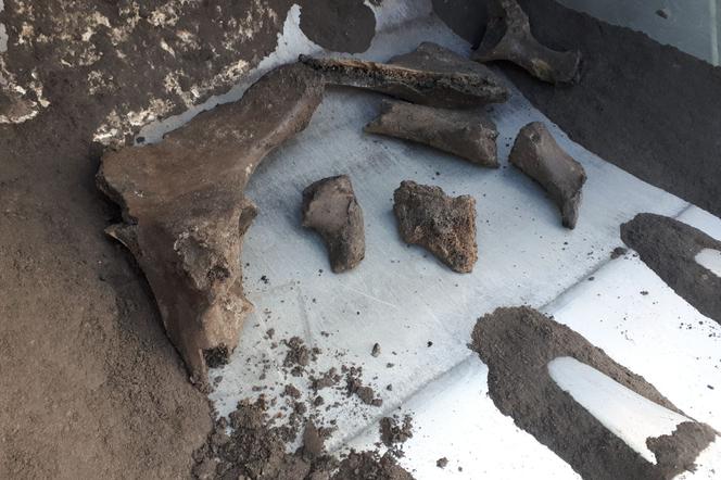 Szczątki mamuta znalezione podczas budowy metra