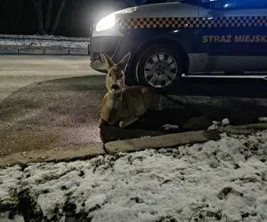 Ranna sarna na środku drogi w Nowej Hucie. „Nie była w stanie samodzielnie wstać”