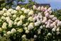 Hortensje bukietowe: Jak dbać, ciąć i sadzić te piękne krzewy?