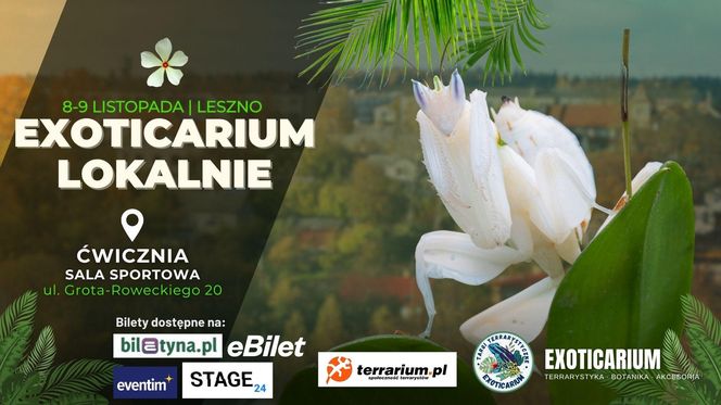 Pająki, jaszczurki i węże. W weekend w Lesznie Targi Terrarystyczne „Exoticarium Lokalnie”