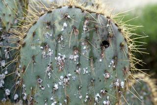 Najczęstsze choroby kaktusów. Na co chorują kaktusy i jak je leczyć?