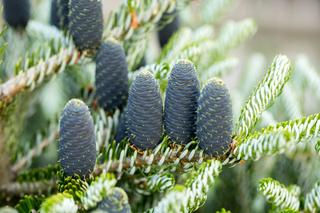 Jodła koreańska - Abies koreana